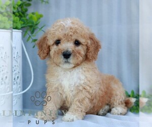 Goldendoodle (Miniature) Puppy for sale in EPHRATA, PA, USA