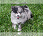 Small Photo #9 Pomsky Puppy For Sale in GOSHEN, IN, USA
