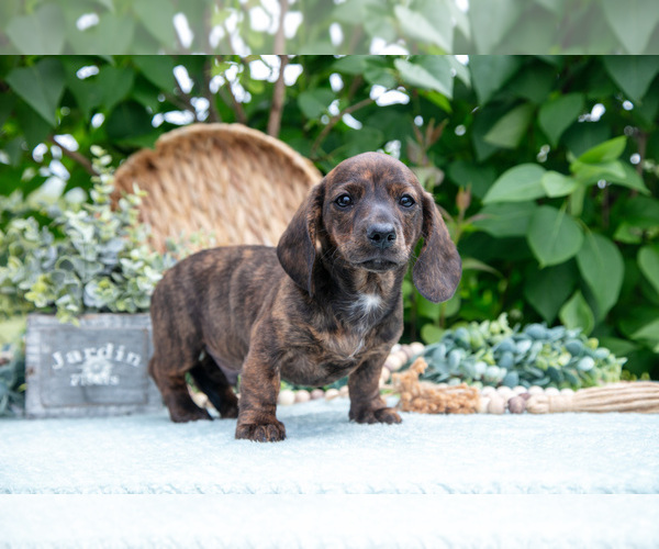 Medium Photo #13 Dachshund Puppy For Sale in ELIZABETHTOWN, PA, USA