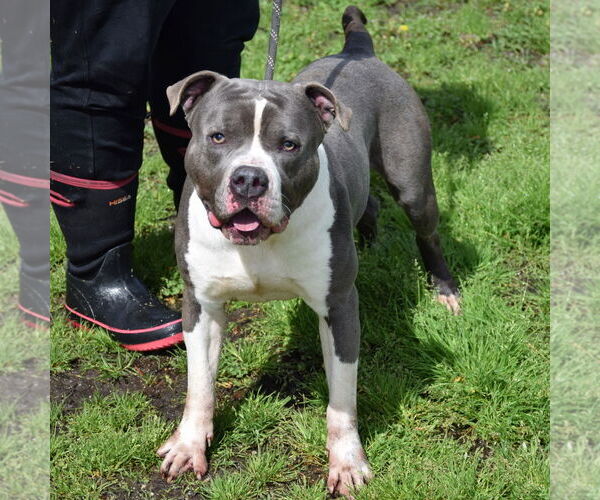 Medium Photo #2 American Staffordshire Terrier Puppy For Sale in Anniston, AL, USA