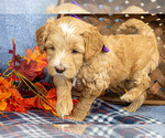 Small #4 Goldendoodle (Miniature)