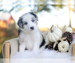 Sage - Male Border Collie Puppy for Sale - Photo #2