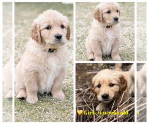Medium Golden Retriever