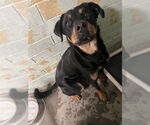 Small Rottweiler