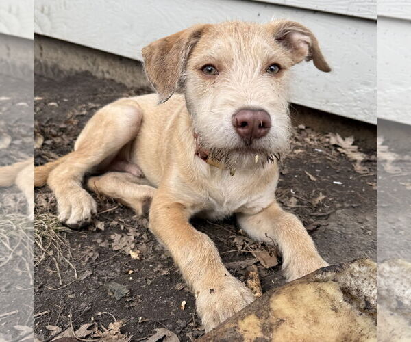 Medium Photo #13 Staffordshire Bull Terrier-Unknown Mix Puppy For Sale in Princeton, MN, USA