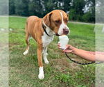 Small #5 American Pit Bull Terrier Mix