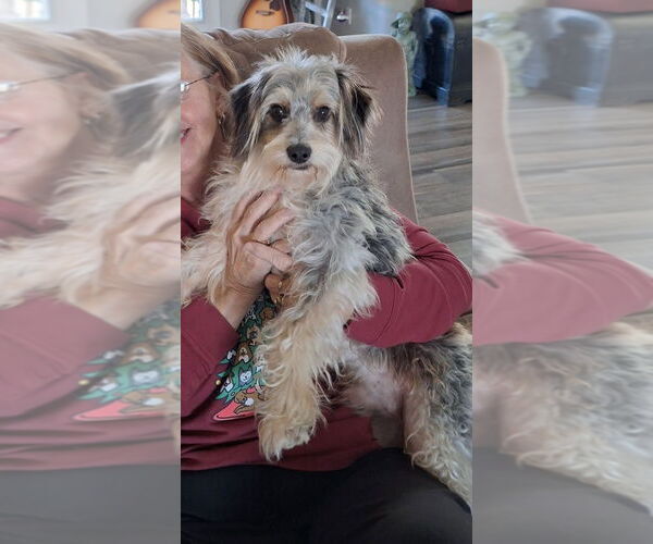 Medium Photo #2 Mutt Puppy For Sale in Evansville, IN, USA