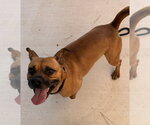 Small Photo #6 Boxer Puppy For Sale in Tarboro, NC, USA