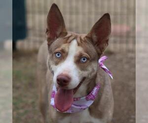 Siberian Husky-Unknown Mix Dogs for adoption in San Antonio, TX, USA