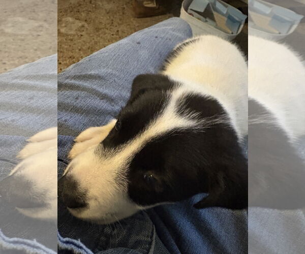 Medium Photo #3 Labrador Retriever-Unknown Mix Puppy For Sale in Sanford, FL, USA