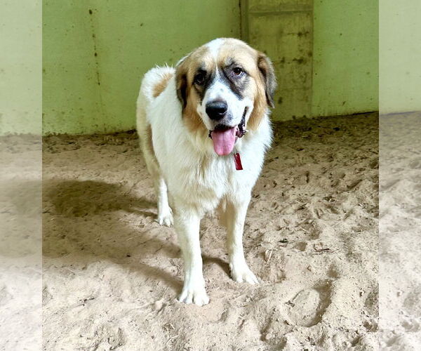 Medium Photo #5 Great Pyrenees Puppy For Sale in Spring, TX, USA