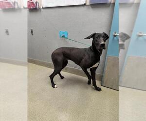 Great Dane-Unknown Mix Dogs for adoption in Las Vegas, NV, USA