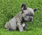 Small #1 French Bulldog