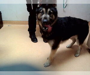 German Shepherd Dog-Unknown Mix Dogs for adoption in Martinez, CA, USA