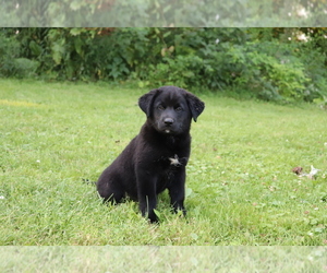 Labrador Retriever-Siberian Husky Mix Puppy for sale in SHILOH, OH, USA