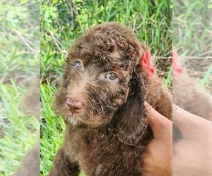 Labradoodle Puppy for Sale in KISSIMMEE, Florida USA