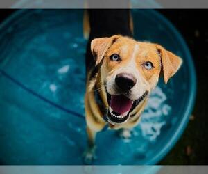Catahoula Leopard Dog-Unknown Mix Dogs for adoption in Orlando, FL, USA