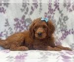 Small Photo #5 Goldendoodle-Poodle (Standard) Mix Puppy For Sale in LAKELAND, FL, USA