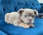 Small Photo #2 English Bulldog Puppy For Sale in HOUSTON, TX, USA