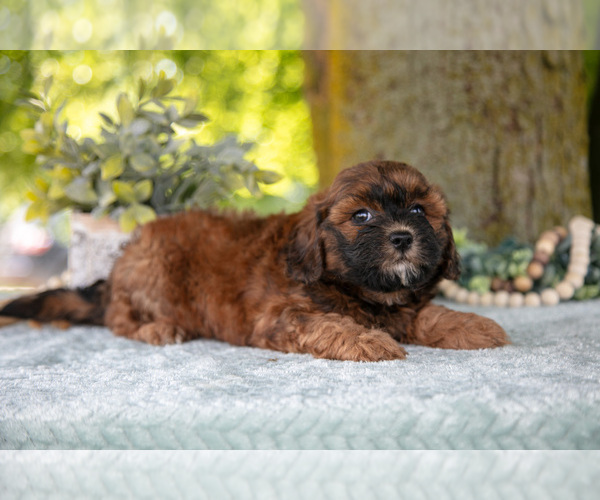 Medium Photo #8 Poodle (Miniature)-ShihPoo Mix Puppy For Sale in SHILOH, OH, USA