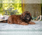 Small Photo #8 Poodle (Miniature)-ShihPoo Mix Puppy For Sale in SHILOH, OH, USA
