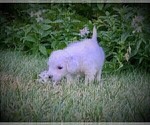 Small Photo #27 Goldendoodle Puppy For Sale in CHEYENNE, WY, USA