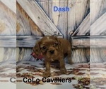 Puppy Dash Cavalier King Charles Spaniel