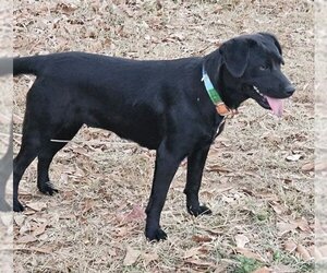 Chow Chow-Labrador Retriever Mix Dogs for adoption in Corinth, MS, USA