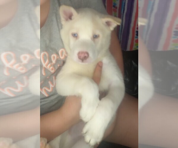 Medium Photo #1 Siberian Husky Puppy For Sale in OWENSBORO, KY, USA