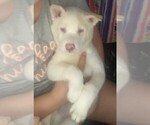 Small Photo #1 Siberian Husky Puppy For Sale in OWENSBORO, KY, USA