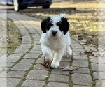 Small Photo #1 Miniature Bernedoodle Puppy For Sale in MURRAYVILLE, GA, USA