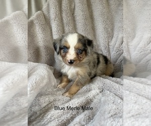 Miniature Australian Shepherd Puppy for sale in CLEVELAND, MO, USA