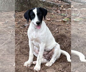 Medium Labrador Retriever Mix