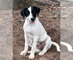 Small Labrador Retriever Mix