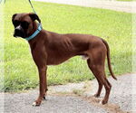 Small #1 Boxer