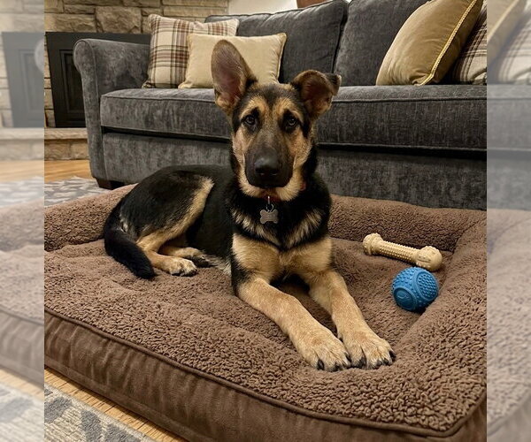 Medium Photo #8 German Shepherd Dog-Unknown Mix Puppy For Sale in Canton, CT, USA