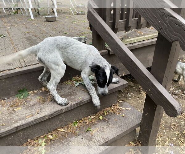Medium Photo #3 Mutt Puppy For Sale in Garden City, NY, USA