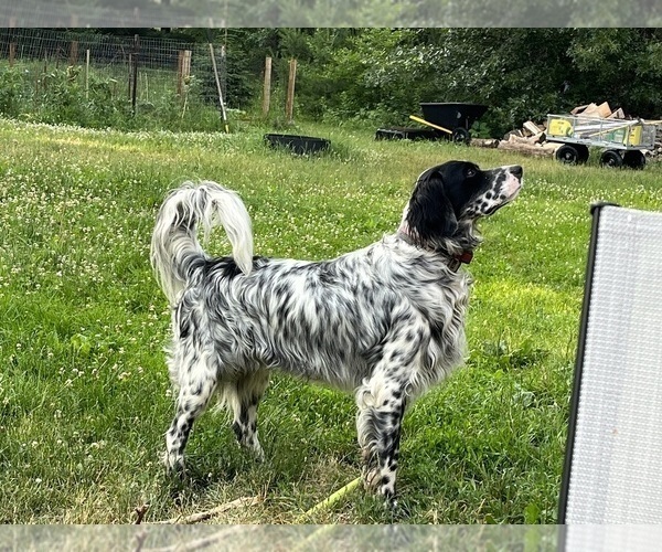 Medium Photo #1 Llewellin Setter Puppy For Sale in ELK MOUND, WI, USA