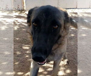 Lily - Female Mutt Dog for Adoption - Photo #9