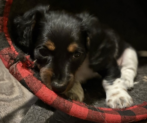 Medium Photo #7 Dachshund Puppy For Sale in SMYRNA, TN, USA