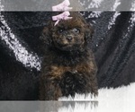 Puppy Princess AKC Poodle (Toy)