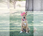 Small #4 Labrador Retriever Mix