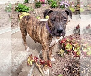 American Staffordshire Terrier Dog for Adoption in SAN FRANCISCO, California USA
