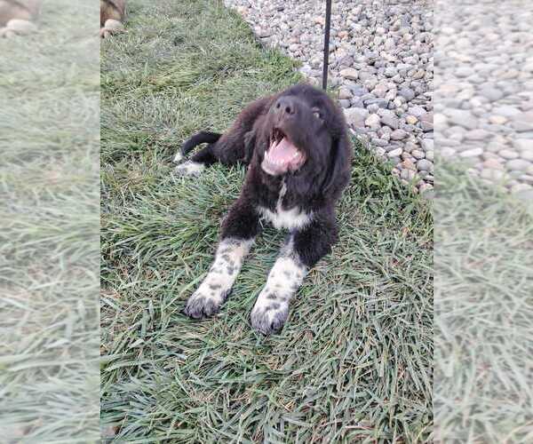 Medium Photo #12 Great Bernese Puppy For Sale in TOPEKA, KS, USA