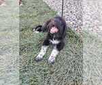Small #11 Great Bernese