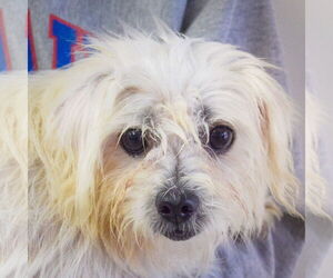 Maltese Dogs for adoption in Huntley, IL, USA