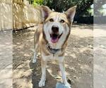 Small #5 Siberian Husky