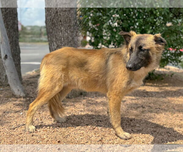 Medium Photo #5 German Shepherd Dog-Unknown Mix Puppy For Sale in PIPE CREEK, TX, USA
