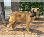 Small #4 German Shepherd Dog Mix