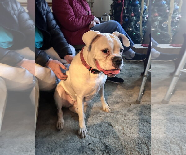 Medium Photo #3 Boxer Puppy For Sale in Dumont, NJ, USA